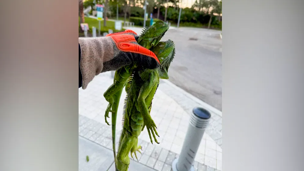 Kälte-Schock in Florida. Grüne Leguane fallen plötzlich aus den Bäumen – Behörden greifen ein