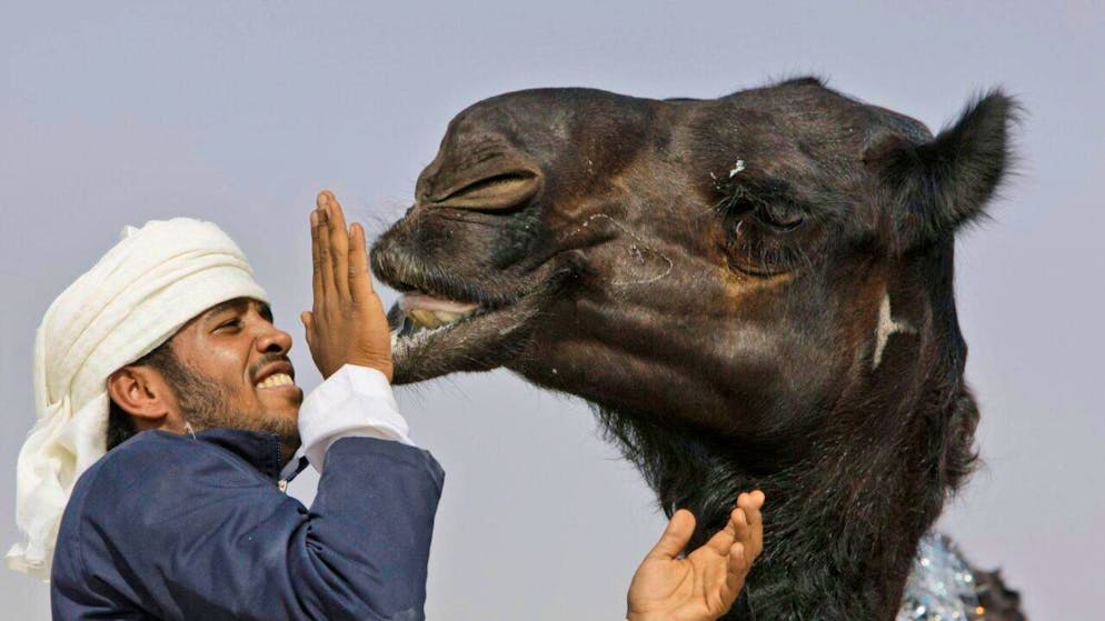 Les camélidés font l'objet de concours de beauté en Arabie saoudite, lors desquels des passionnés peuvent dépenser des centaines de milliers de dollars pour les concurrents (archives).