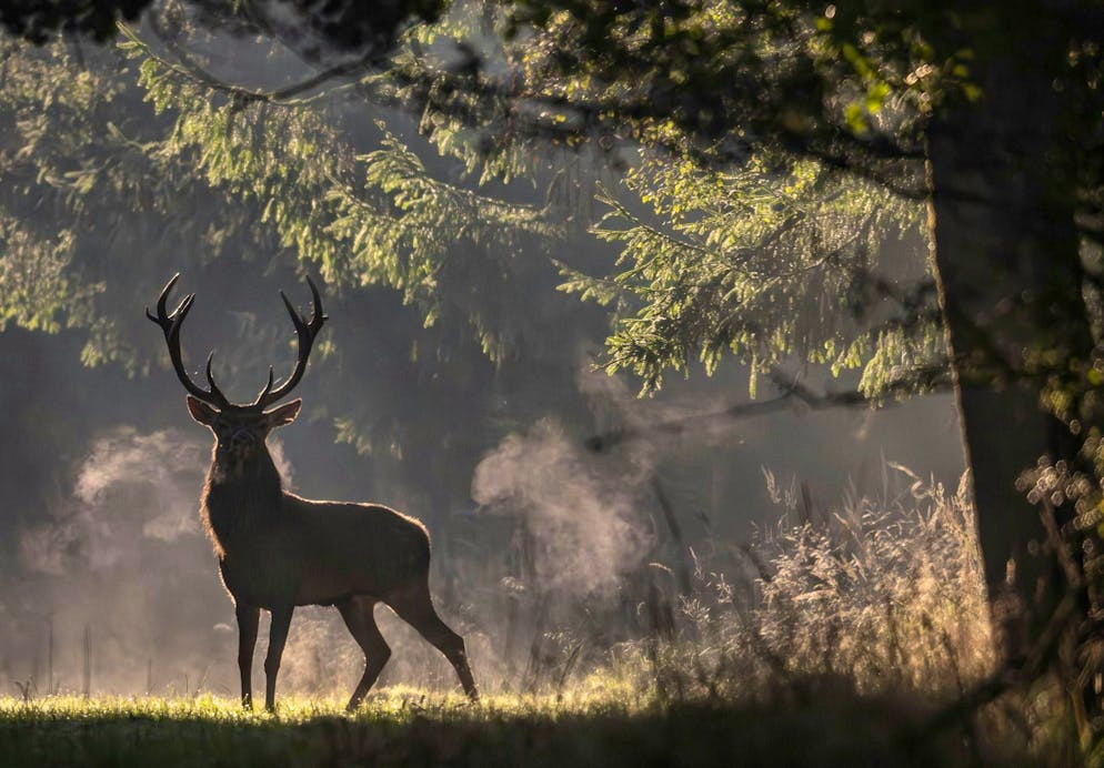 There is a dispute about the planned hunting fair. (symbolic image)