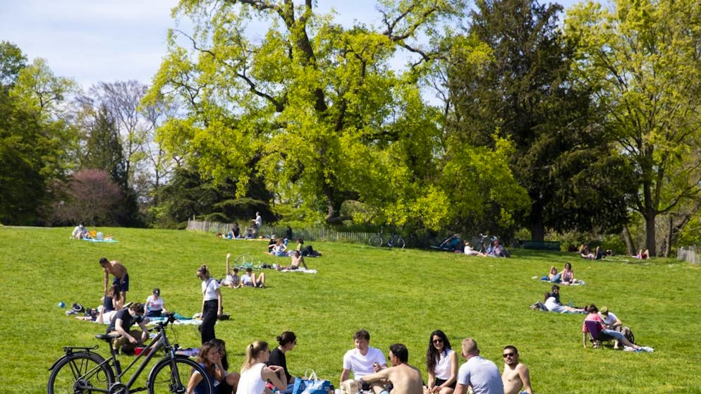 La Ville de Genève est contrainte chaque année d'abattre un certain nombre d'arbres (archives).