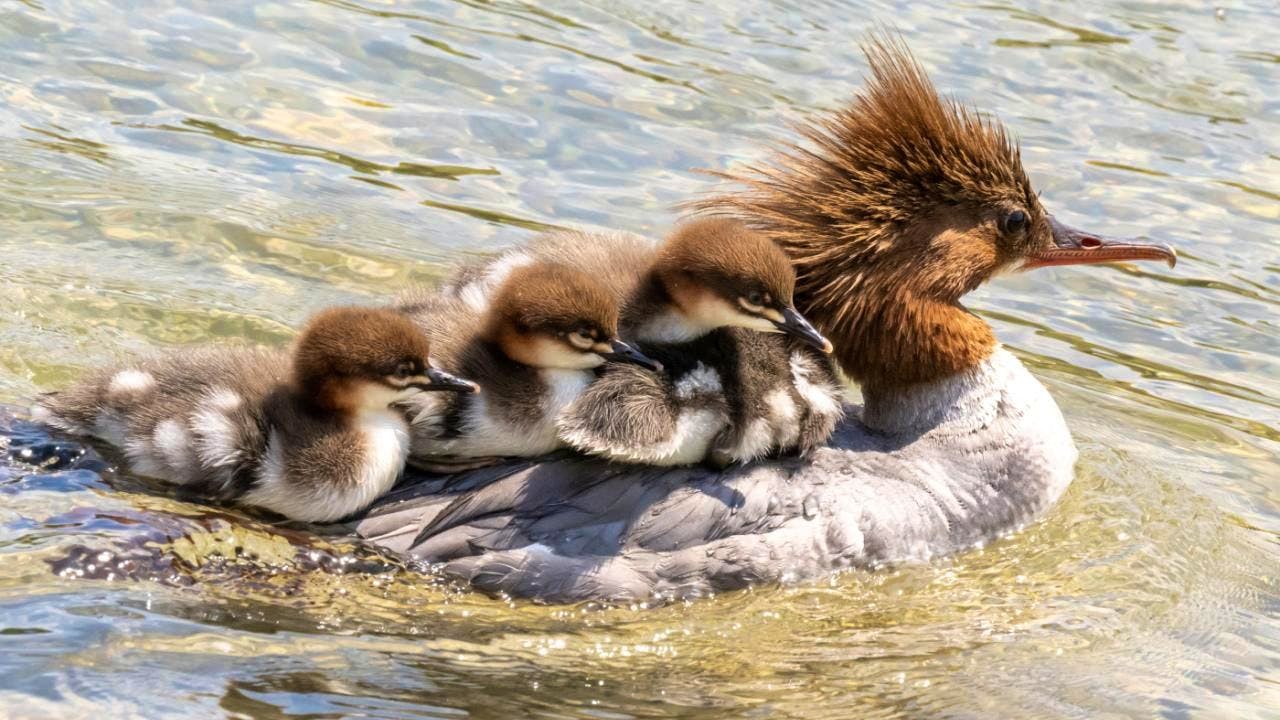 Environment. The shooting of protected goosanders is controversial