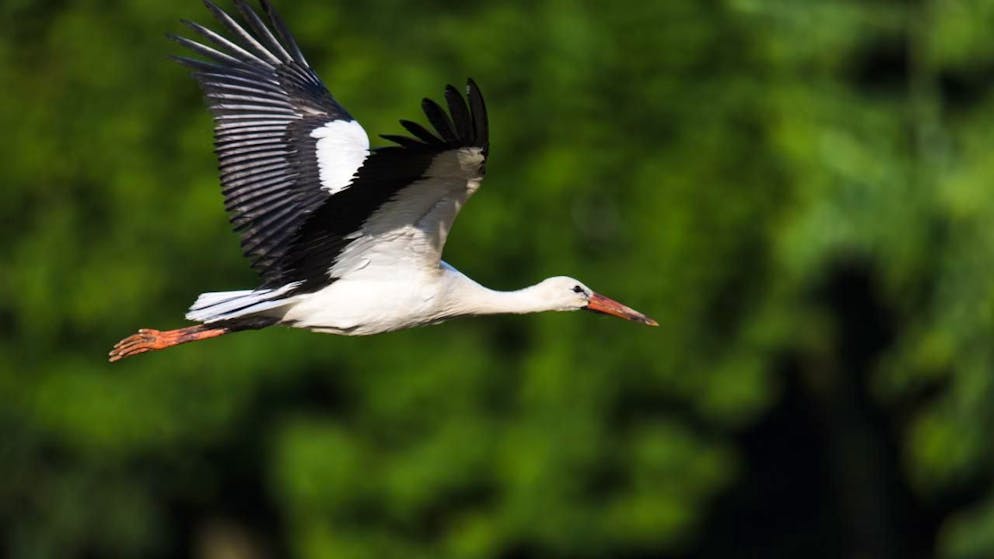 «C’est très triste». La cigogne «Porrentruy» munie d'une balise déclarée morte