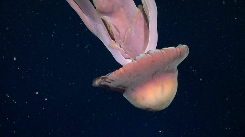 «Grösse eines Schulbusses». Forscher filmen riesige Qualle in argentinischer Tiefsee