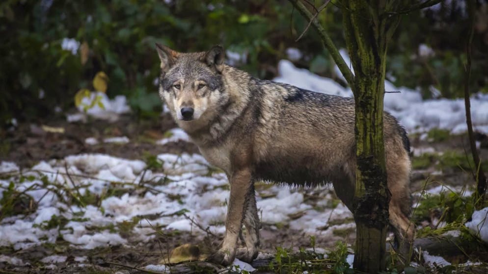 Grigioni. Ucciso un lupo in Valposchiavo, denunciato un cacciatore