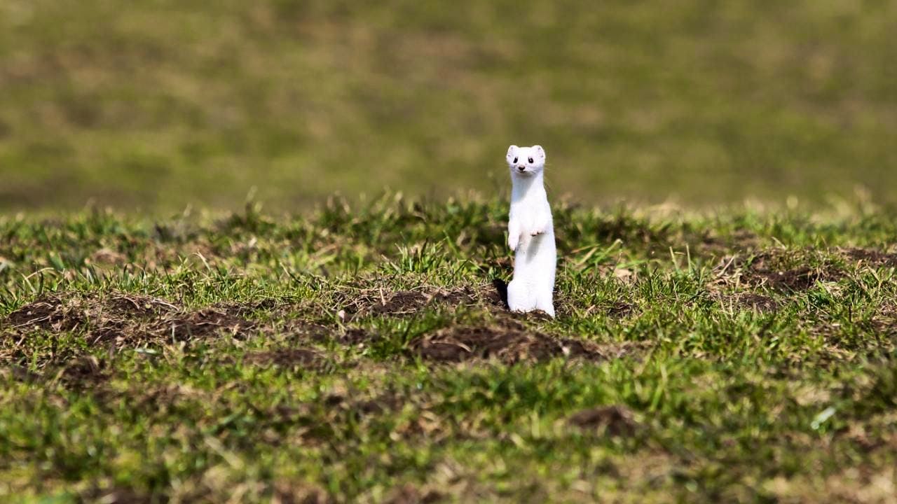Biodiversity. Cleverly placed cairns encourage the presence of stoats