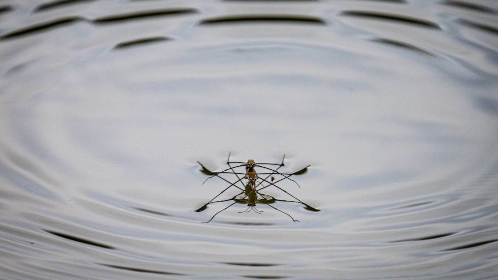 Evolution im Zeitraffer. Artenvielfalt der Wasserläufer entstand schon zur Dinosaurier-Zeit