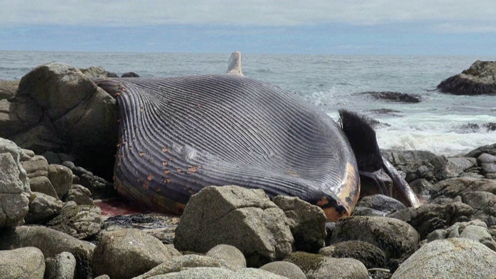Whale stranding in Chile. What is known about the cause of death of the sei whale
