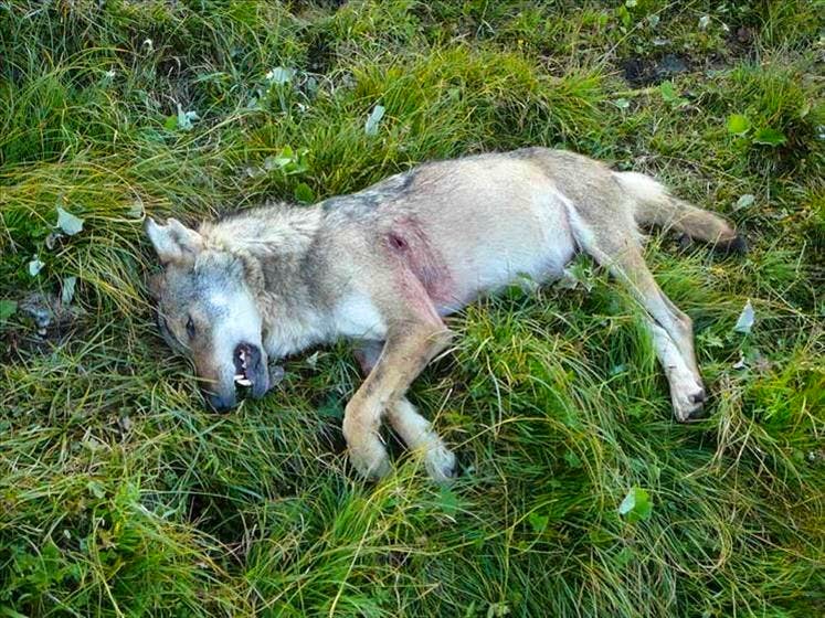 GR. Uccisione lupo non autorizzata