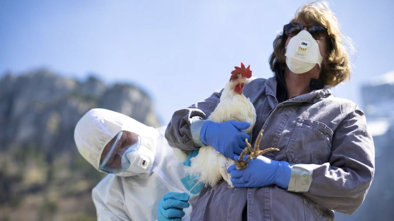 Wissen. Antikörper gegen saisonale Grippe schützen auch vor Vogelgrippe