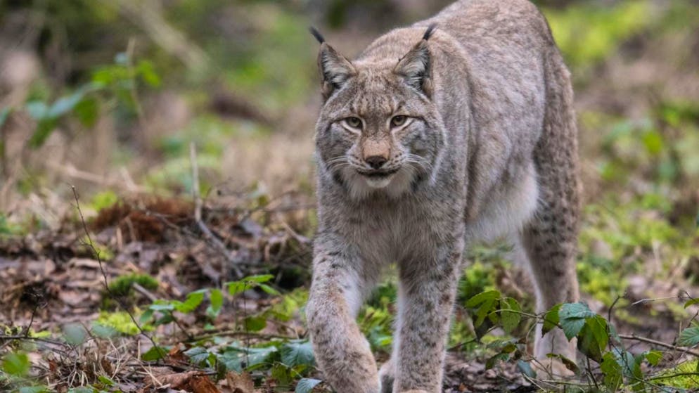 Grigioni. Stop temporaneo alla reintroduzione delle linci in Surselva
