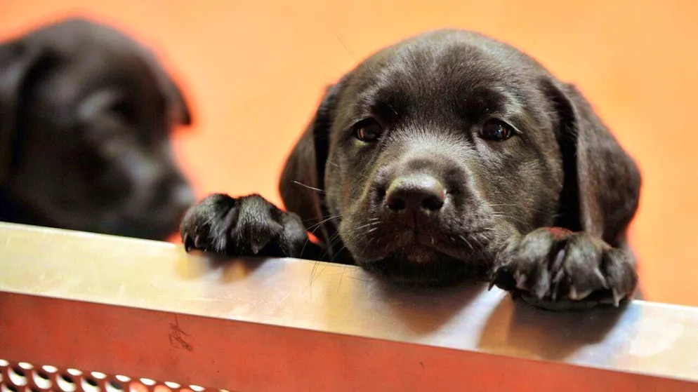 A 33-year-old man offered dog puppies on the Internet that were supposedly of Swiss origin. However, the animals actually came from south-eastern Europe. He is now on trial for this in Zurich. (symbolic image)