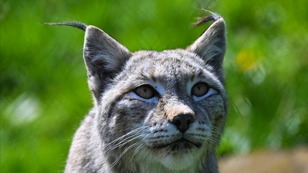 Progetto bloccato. Linci nei Grigioni, inserimento sospeso