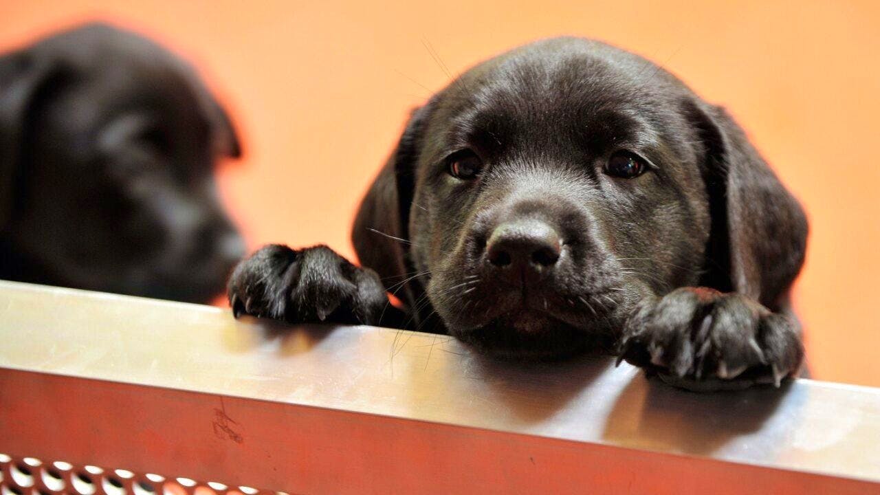 Aktuell. Zürcher Staatsanwaltschaft klagt 33-Jährigen wegen Welpenhandels an