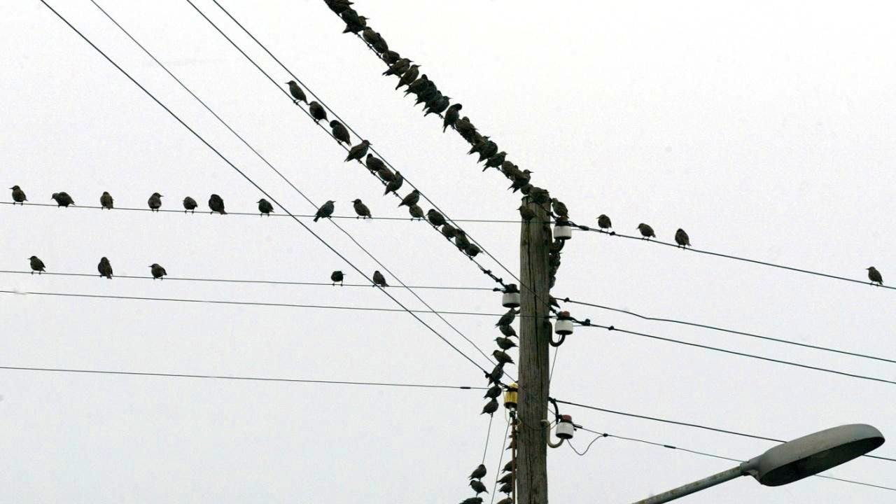 Environnement avifaune. Le bruit affecte fortement les oiseaux et leur reproduction