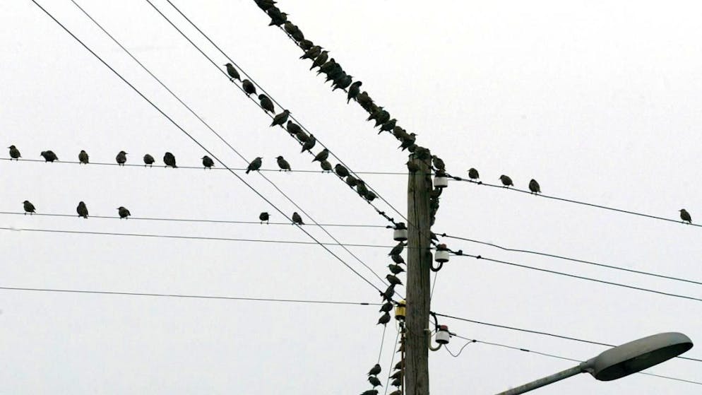 Vaste étude. Le bruit affecte fortement les oiseaux et leur reproduction