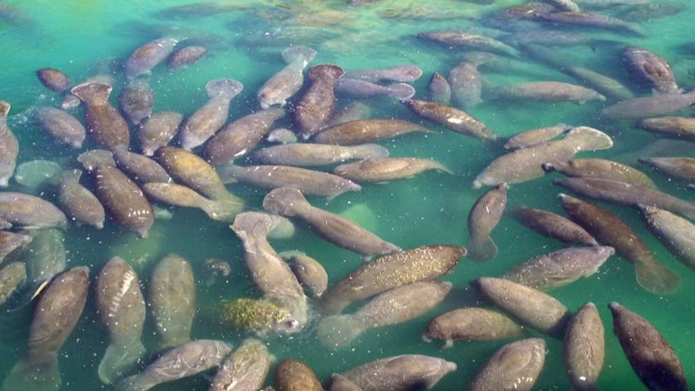 Süss und schlau. Darum kuscheln diese Seekühe in Florida