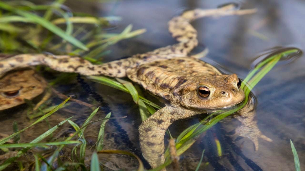 Tierwelt. Amphibien auf dem Weg zu ihren Laichgewässern gefährdet