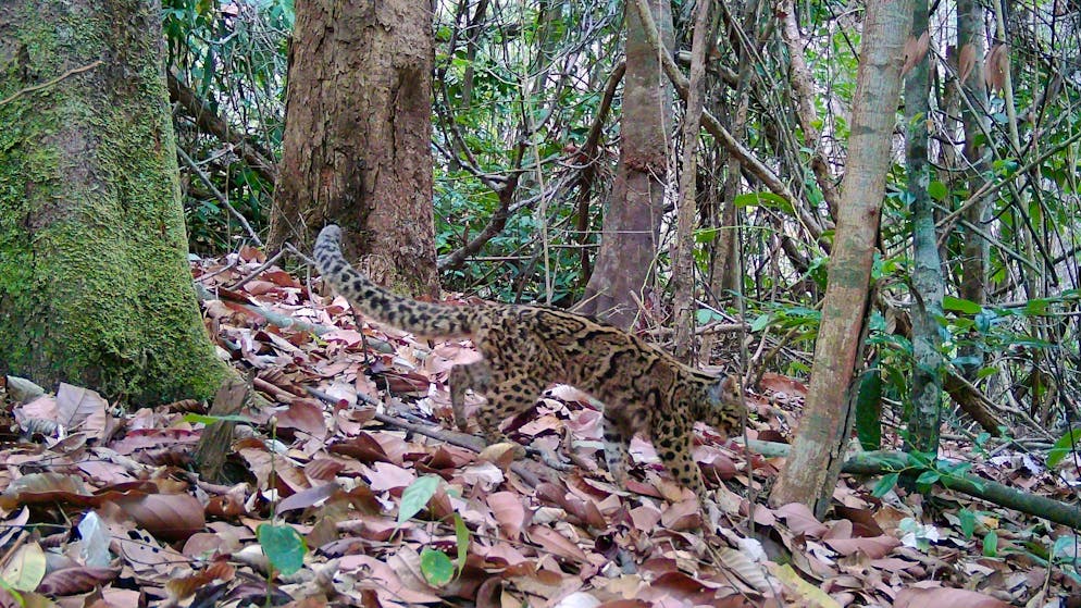From marbled murrelets to common marmosets. These rare animals fall into the camera trap here