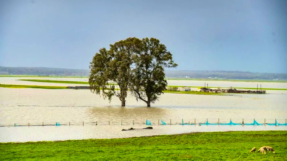 ARCHIVE - A tree stands in a flooded area in Morocco. Photo: Uncredited/AP/dpa