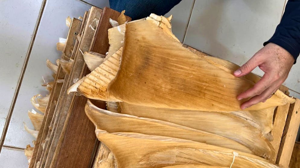 Bedrohte Arten. Mehr als 1,5 Tonnen Haiflossen in Brasilien beschlagnahmt