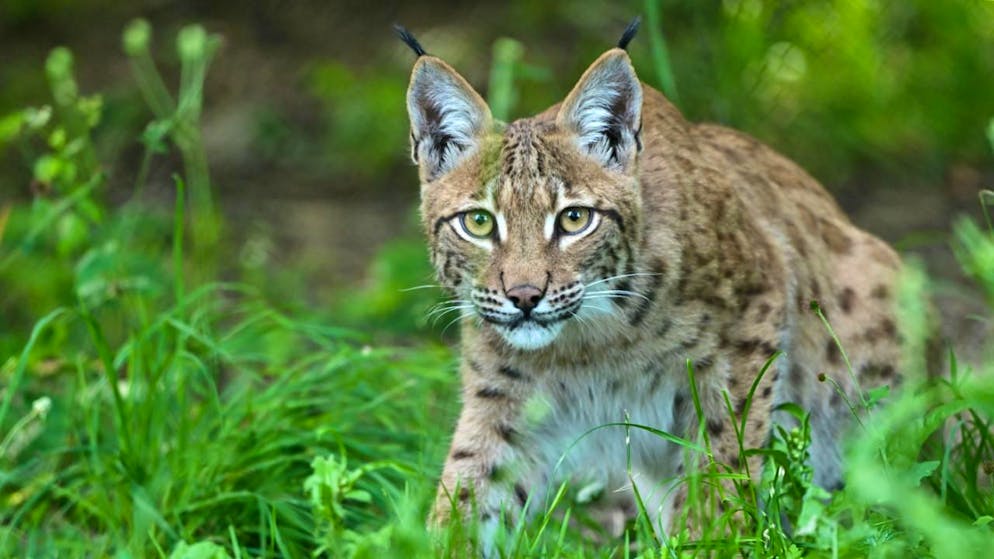 Grandi predatori. L'associazione Protezione della fauna selvatica contesta il divieto di reintroduzione della lince neo Grigioni