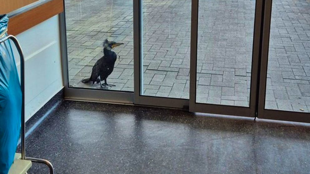 Fishing hook in its beak. Injured cormorant seeks help in emergency room