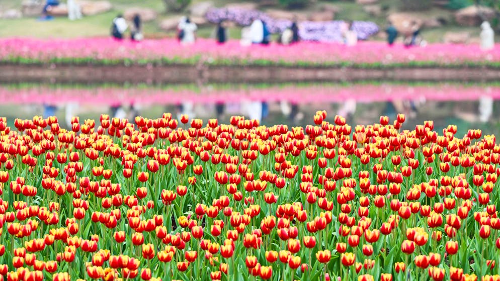 Während wir noch frieren …. .... feiert China schon Frühling im Tulpenmeer