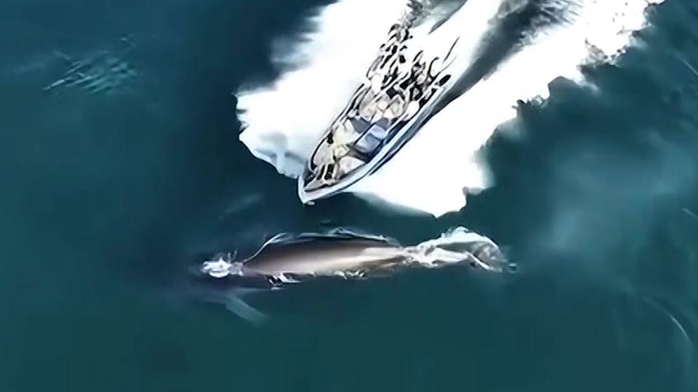 More and more collisions. Boat rams whale - video shows shock scene