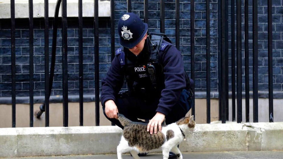 Londra. Larry, il gatto guardiano di Downing Street, compie 15 anni