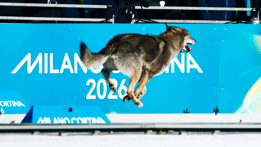 JO 2026 - Ski de fond. Improbable ! Un chien vole la vedette lors de la photo-finish