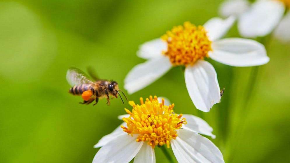 Lifestyle. Velocità di apprendimento? Il segreto biologico scoperto nelle api