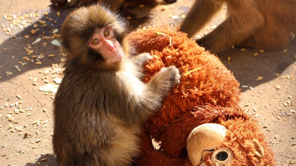 È subito virale. Rifiutato dalla mamma, un piccolo di macaco si rifugia in un peluche