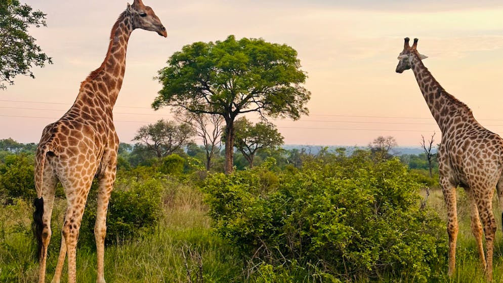 Auf der Suche nach den Big Five. Diese 8 Fehler solltest du auf Safari unbedingt vermeiden