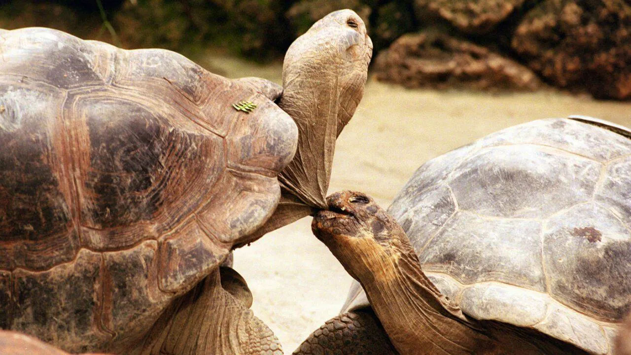 Tierwelt. Wiederansiedlung von 150 Riesenschildkröten auf den Galapagosinseln