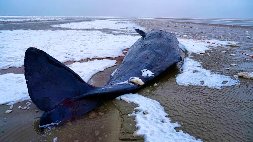 Latest News All Sperm Whales Stranded In Denmark Have Died Blue News latest-news-all-sperm-whales-stranded-in-denmark-have-died-blue-news