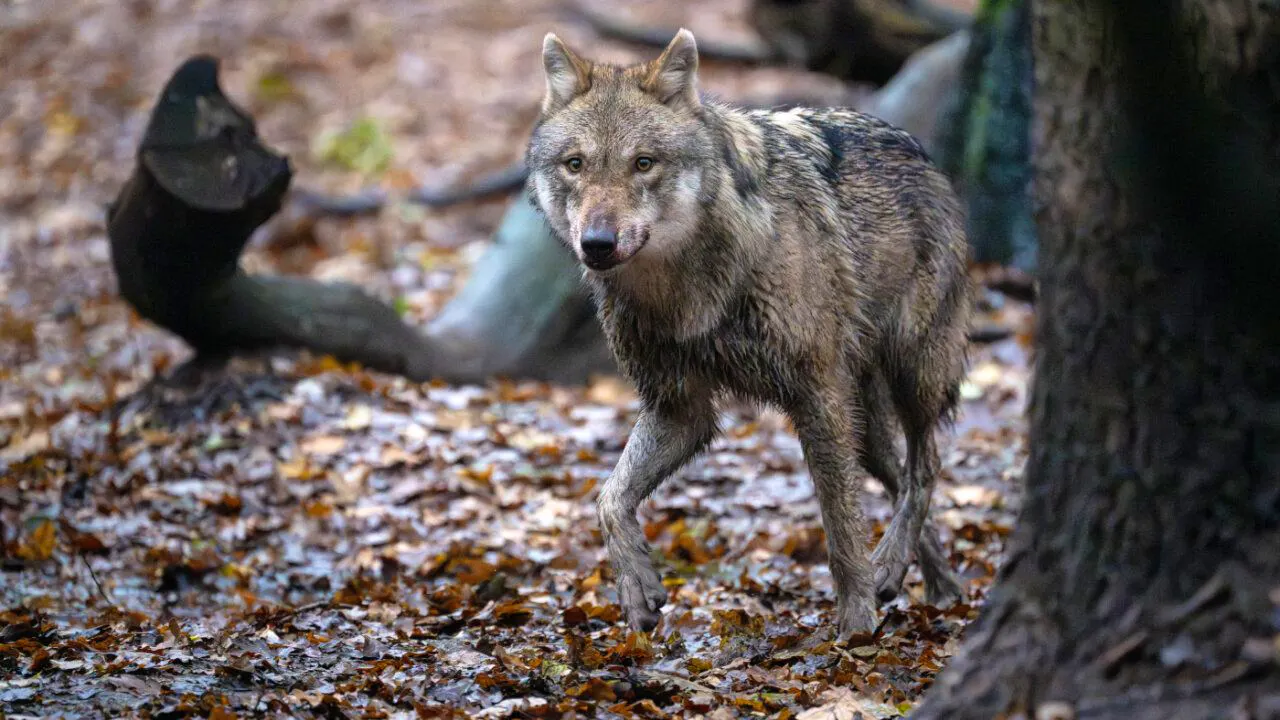Wildlife. Migratory wolf swims through Lake Lucerne