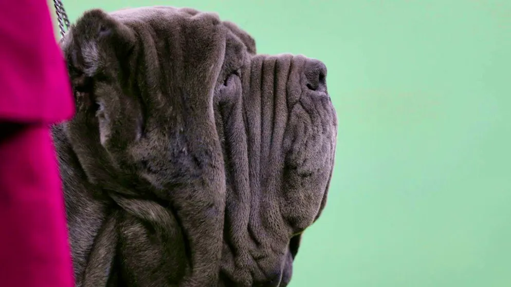 Among others, a Mastiff breed dog was examined. (archive picture)
