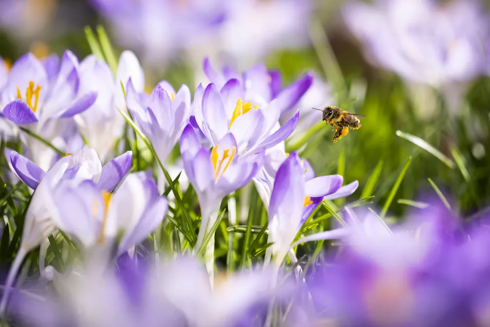 In der Schweiz kommt der Frühling – die ersten Krokusse blühen bereits.
