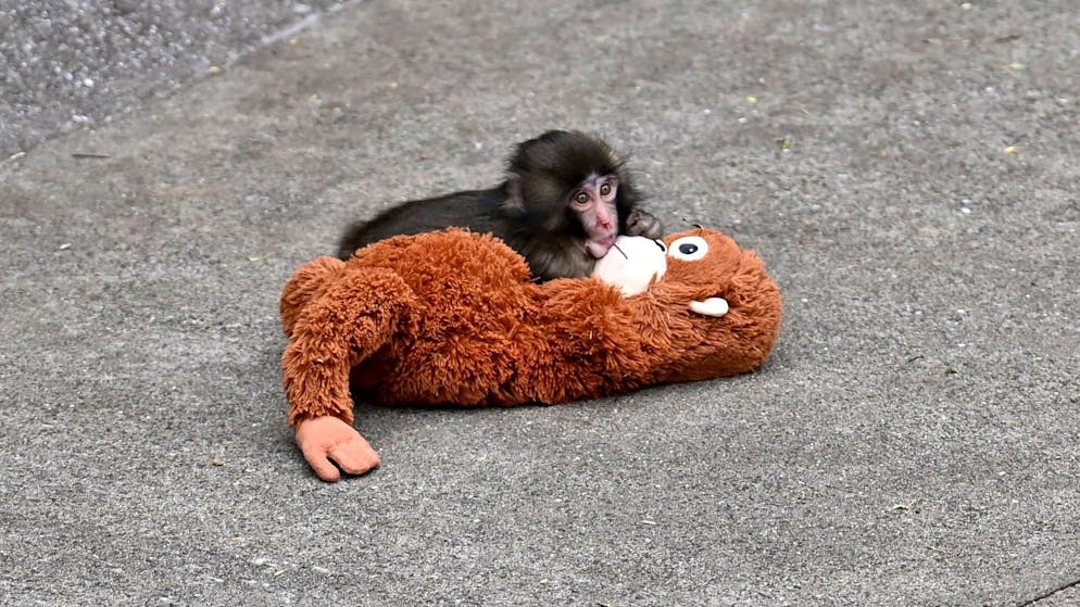 Heated debate. Monkey baby goes viral - but a marketing campaign divides the web