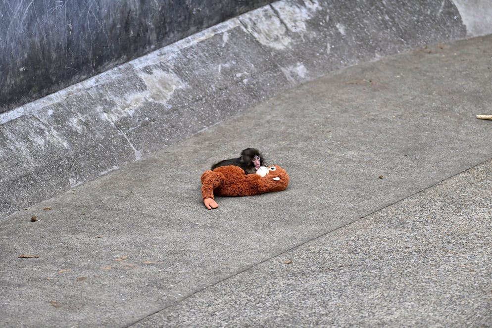 Il cucciolo di macaco Punch con il suo amato pupazzetto.