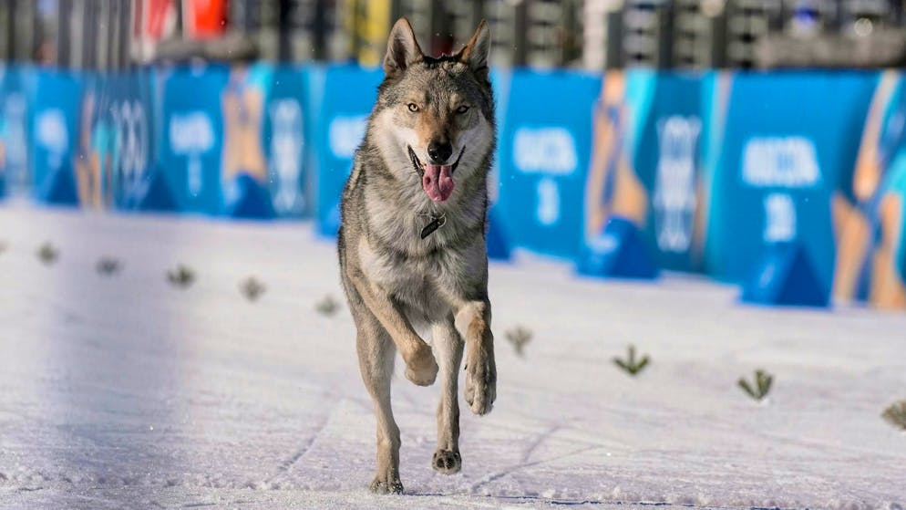 Mai così strane?. Dal cane al traguardo all'allarme preservativi, ecco i fatti più curiosi delle Olimpiadi 2026