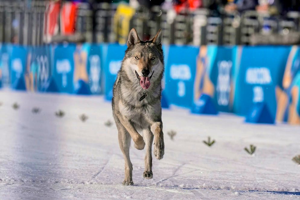 Le stranezze delle Olimpiadi di Milano Cortina 2026. Il cane era precedentemente fuggito da casa, come ha riferito la sorella del proprietario.