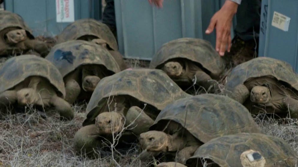 Galten als ausgestorben. Riesenschildkröten kehren nach 150 Jahren auf Galapagosinsel zurück