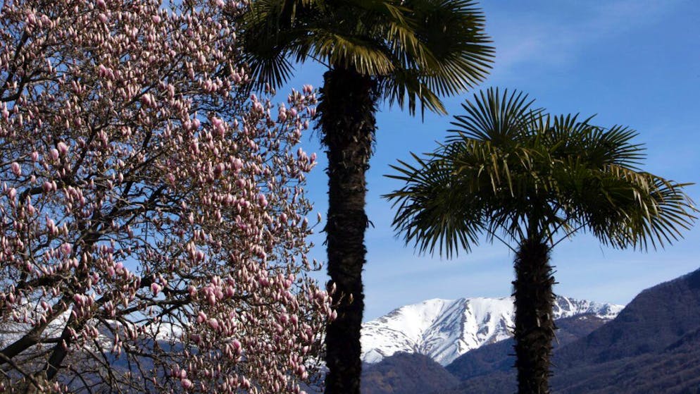 Meteo. Superati per la prima volta quest'anno i 20 gradi, ecco le temperature in Ticino