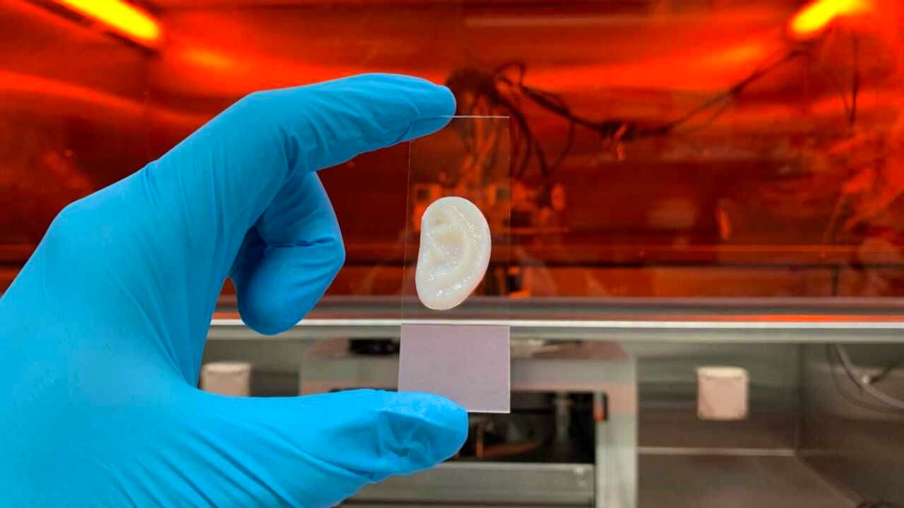 Biotechnologie. Forschende setzen 3D-gedruckte Labor-Ohren in Rattenhaut ein
