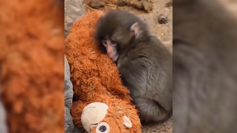 Trauriges Schicksal. Dieser Babyaffe bewegt mit seinem Stofftier die Welt