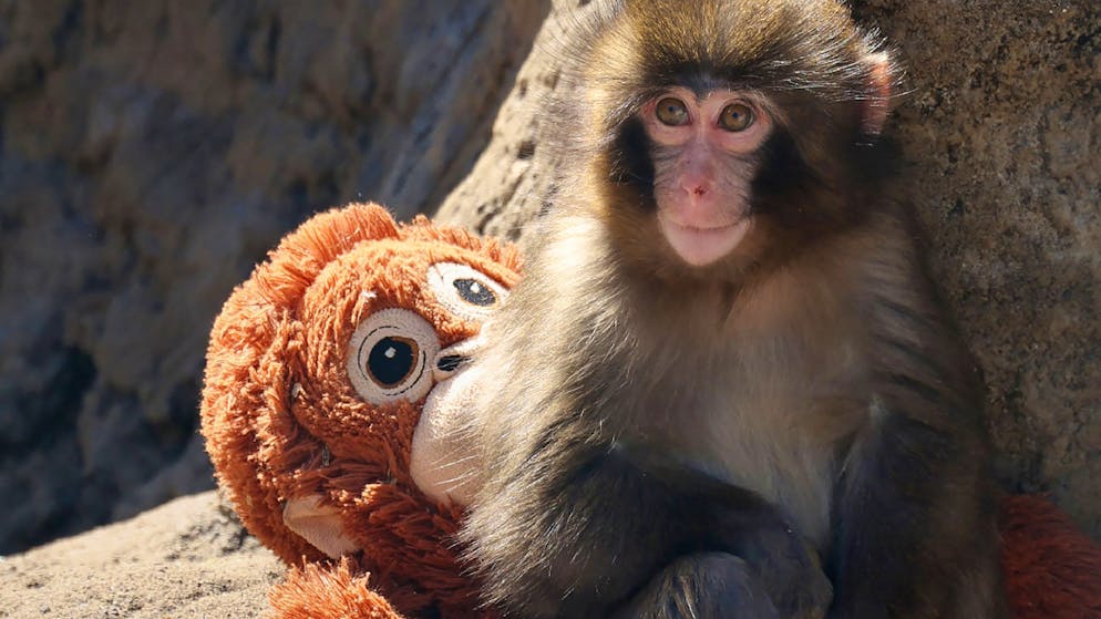 Punch bébé star. Un bébé singe, une peluche et une polémique - Ikea se frotte les mains