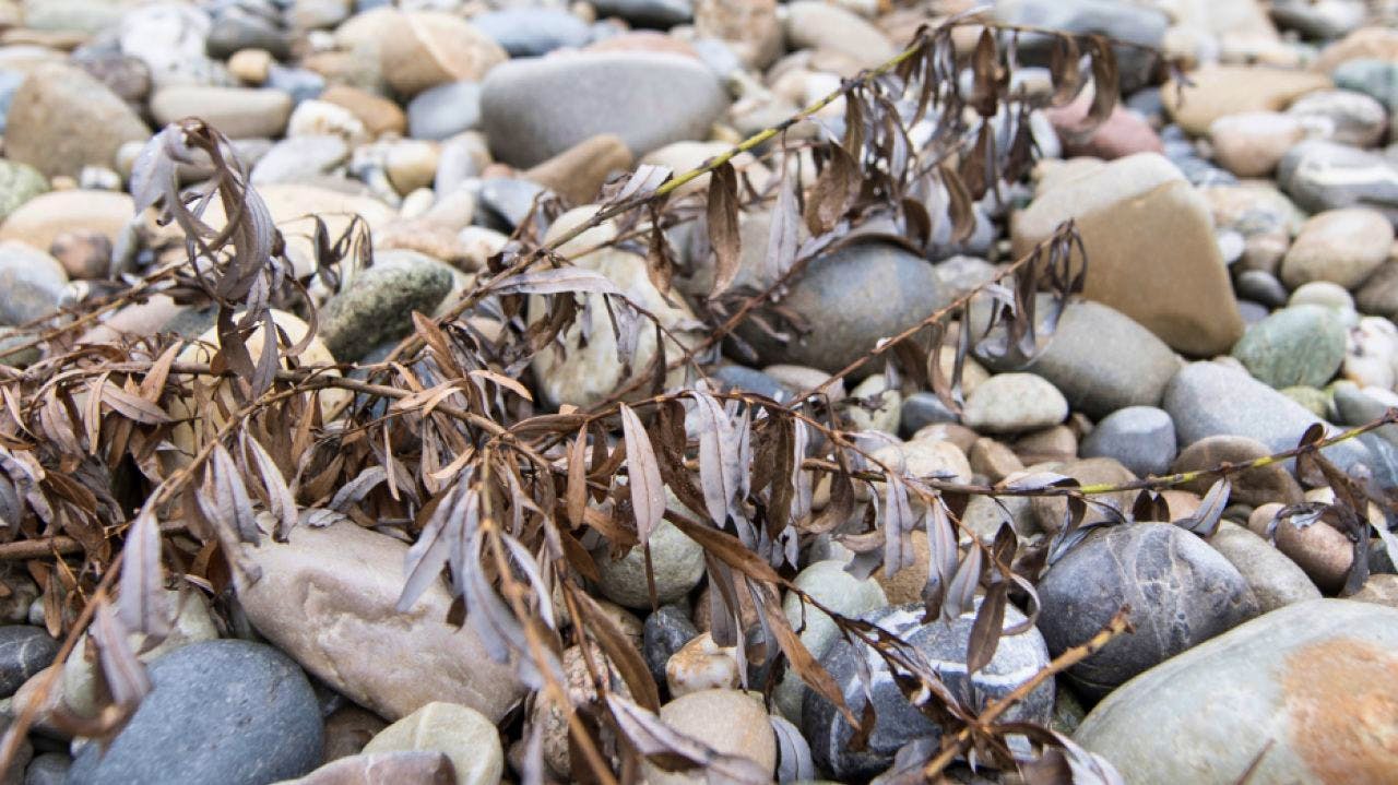 Wasserkraft. Restwasser kostet laut Studie weniger Strom als befürchtet