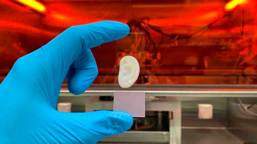 Researchers have succeeded in creating an artificial ear from human ear cartilage cells.