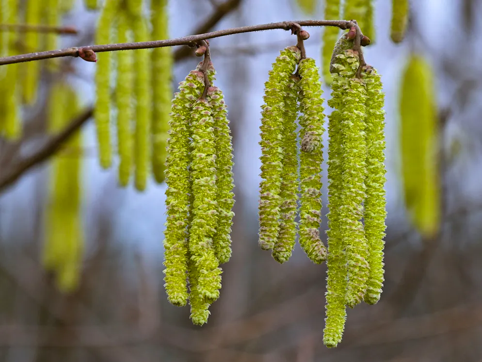 So sieht die Hasel aus. Die Übeltäter im Frühling: Blütenkätzchen an einem Haselnussstrauch.